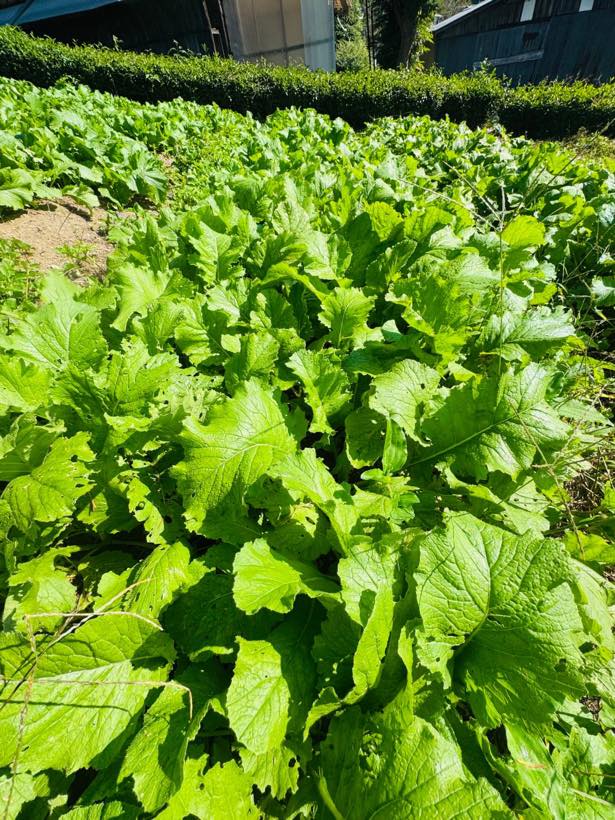 葉もの野菜