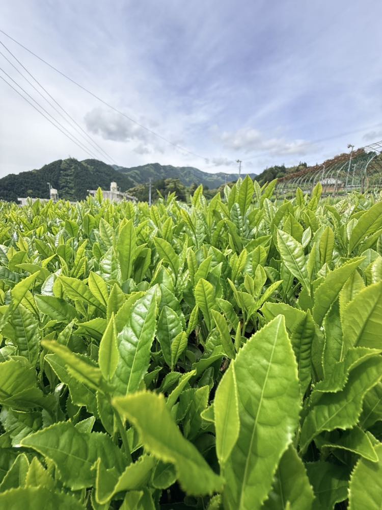摘みごろの茶葉