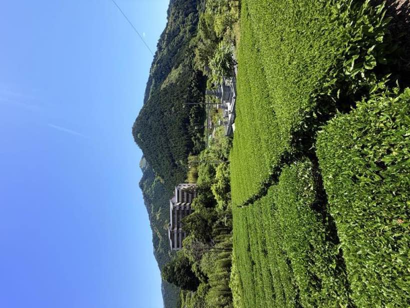 山に囲まれたまめファームの茶畑