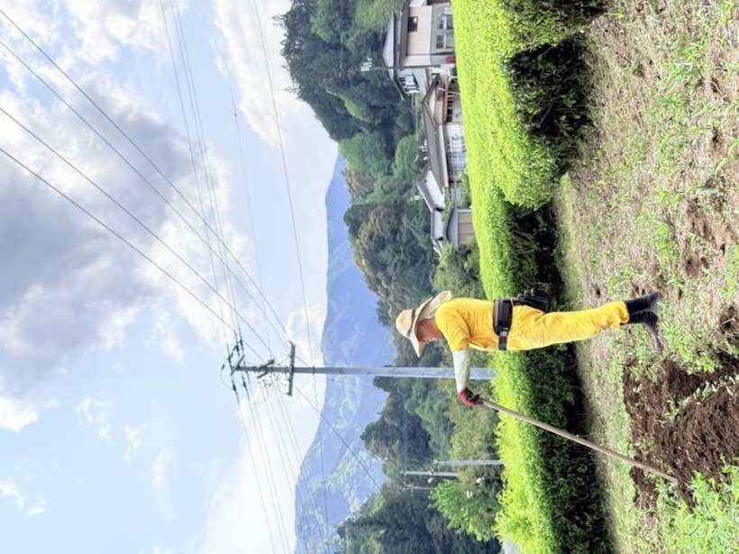 茶畑で作業するまめさん