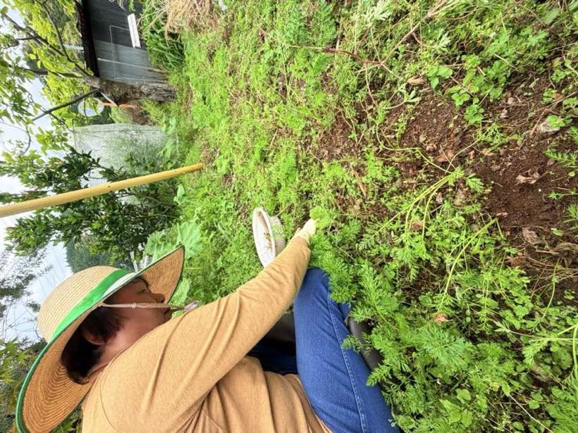 手で草を刈る作業